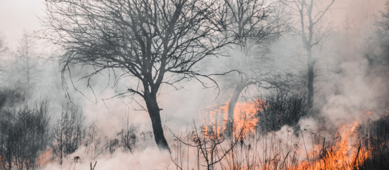 How to Easily Prepare Your Yard For Bushfire Season