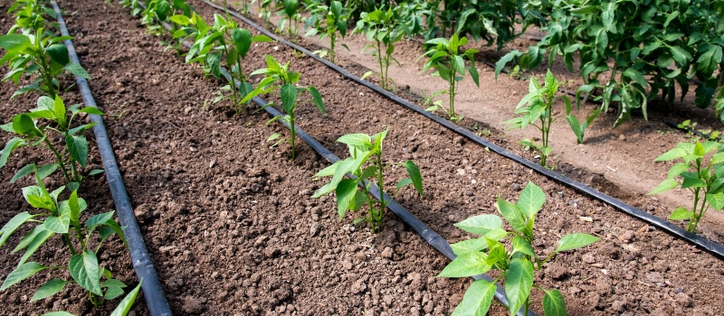 How to Build and Irrigate Your Veggie Garden